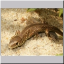 Lacerta agilis - Zauneidechse jung02.jpg